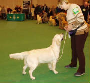 Giddy at Crufts 2005 (click to enlarge)